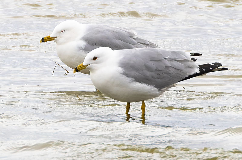 Ring-billed Gull Larus delawarensis 