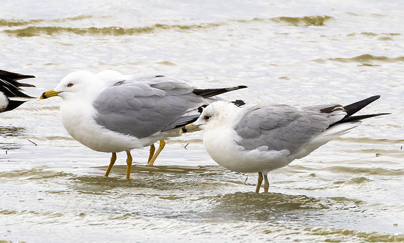 Ring-billed Gull Larus delawarensis 