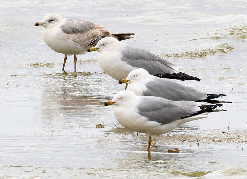 Ring-billed Gull Larus delawarensis 