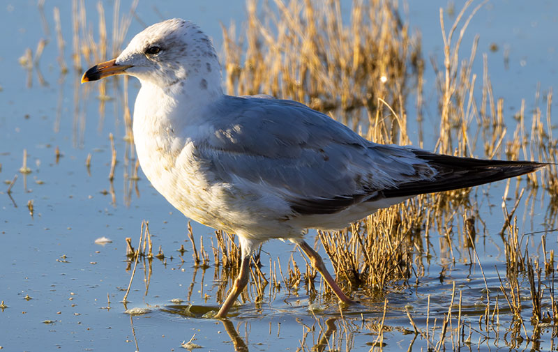 Ring-billed Gull Larus delawarensis 