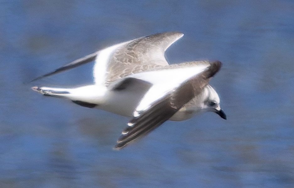 Sabine's Gull Xema sabini 