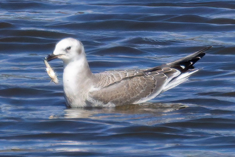 Sabine's Gull Xema sabini 