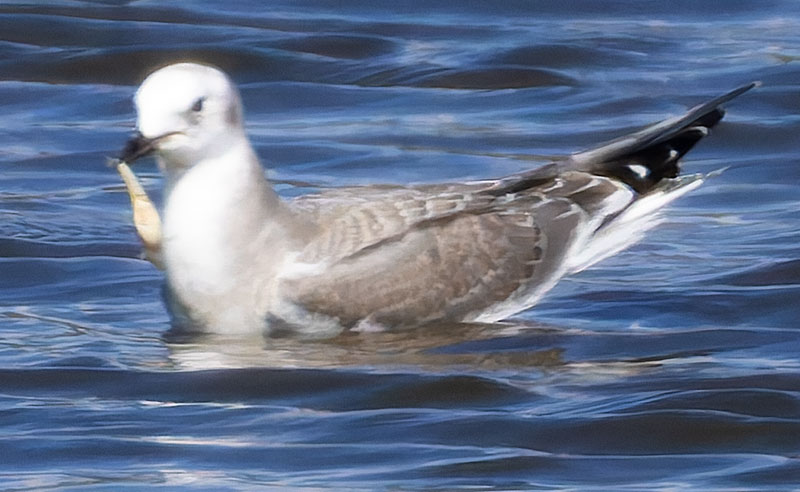Sabine's Gull Xema sabini 
