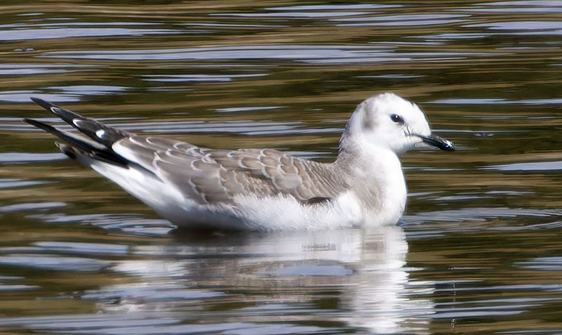 Sabine's Gull Xema sabini 