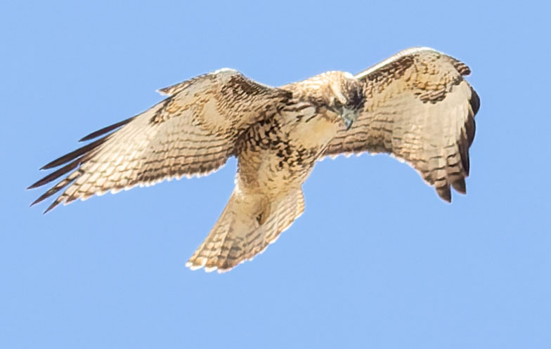 Red-tailed Hawk Buteo jamaicensis fuertesi
