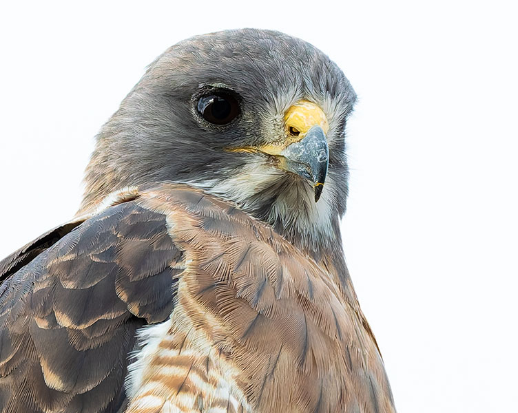 Swainson's Hawk Buteo swainsoni 