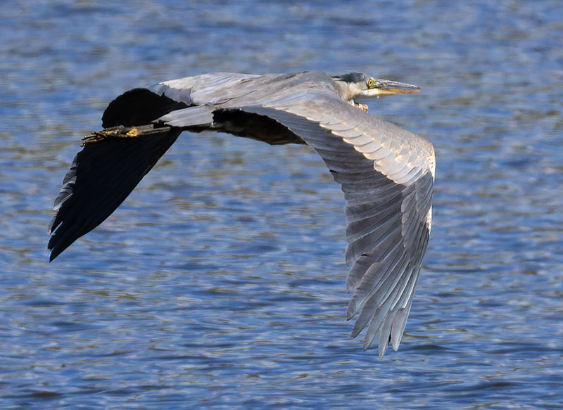 Great Blue Heron Ardea herodias 