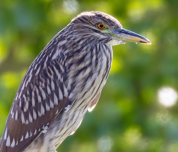 Black-crowned Night-Heron Nycticorax nycticorax 
