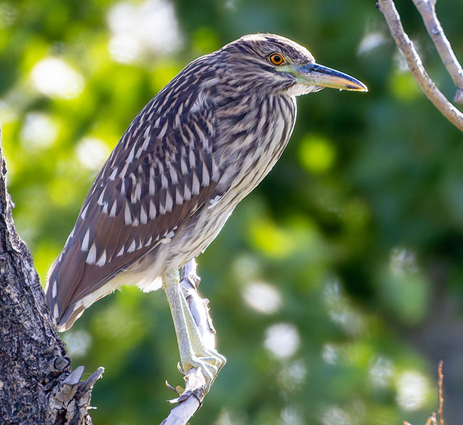 Black-crowned Night-Heron Nycticorax nycticorax 