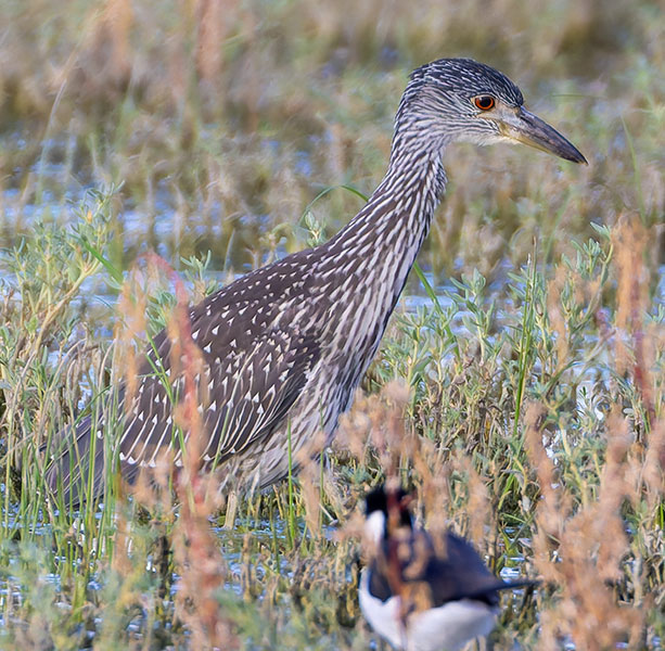 Yellow-crowned Night-Heron Nyctanassa violacea 