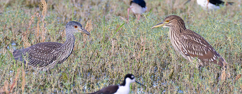 Yellow-crowned Night-Heron Nyctanassa violacea 