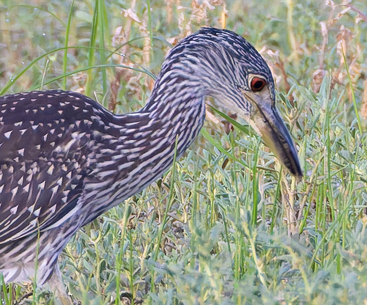 Yellow-crowned Night-Heron Nyctanassa violacea 