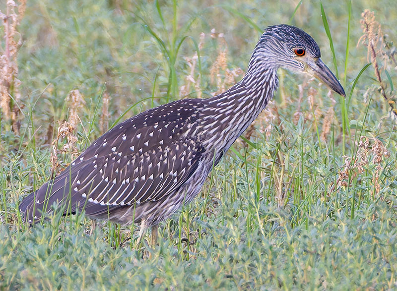 Yellow-crowned Night-Heron Nyctanassa violacea 