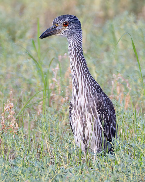 Yellow-crowned Night-Heron Nyctanassa violacea 