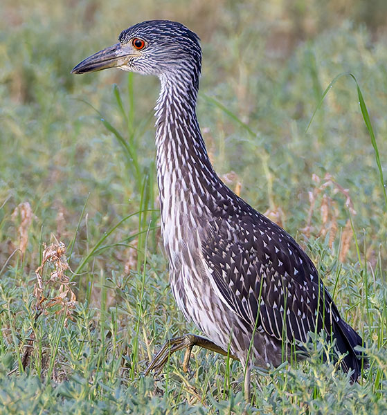 Yellow-crowned Night-Heron Nyctanassa violacea 