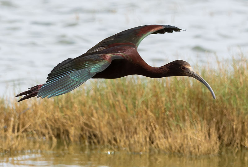 White-faced Ibis Plegadis chihi 