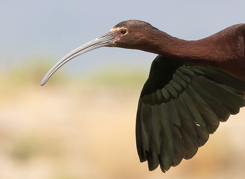 White-faced Ibis Plegadis chihi 