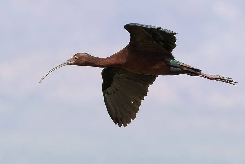 White-faced Ibis Plegadis chihi 