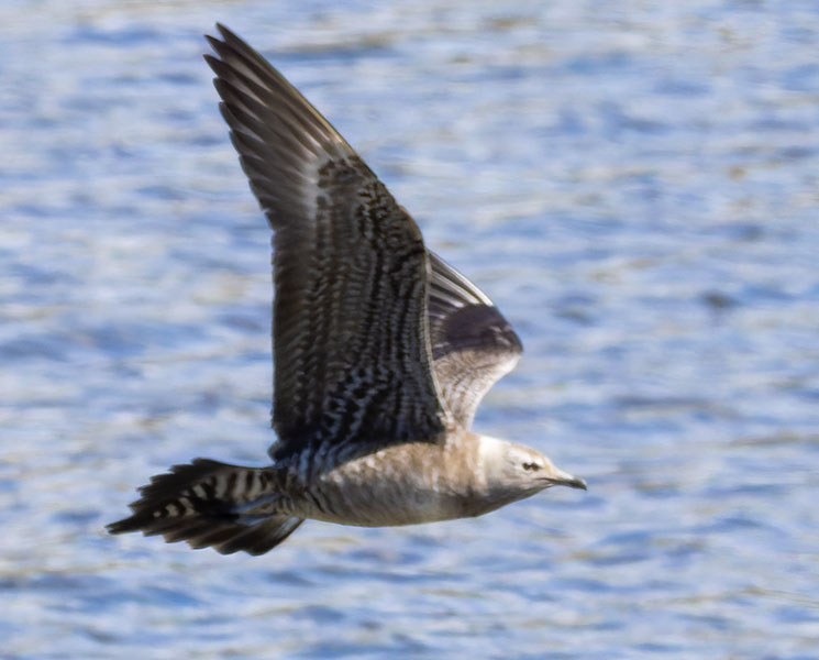 ALT="Long-tailed