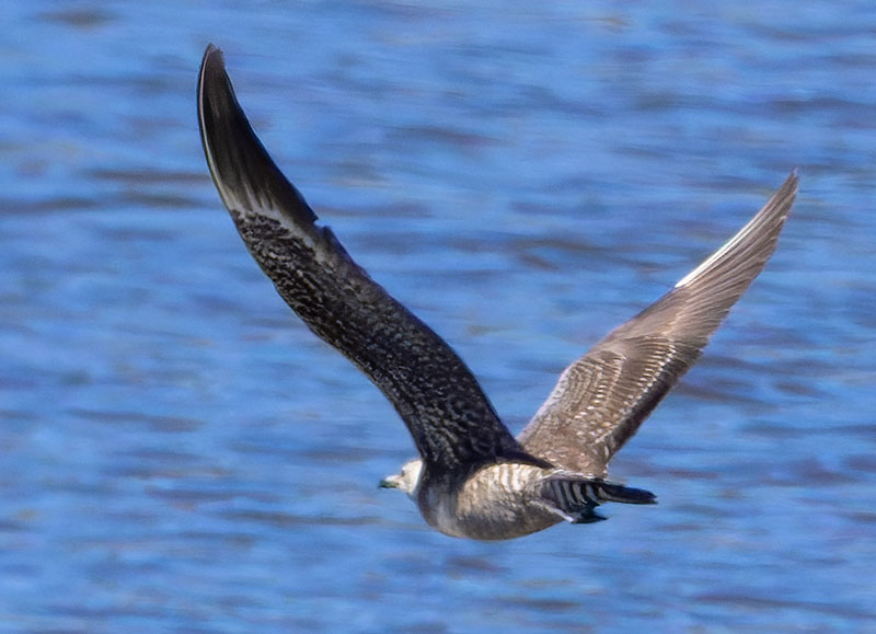 ALT="Long-tailed