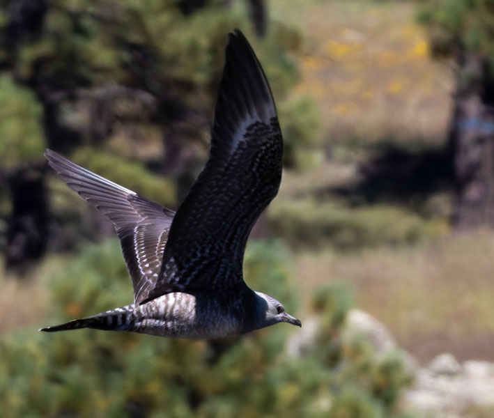 ALT="Long-tailed