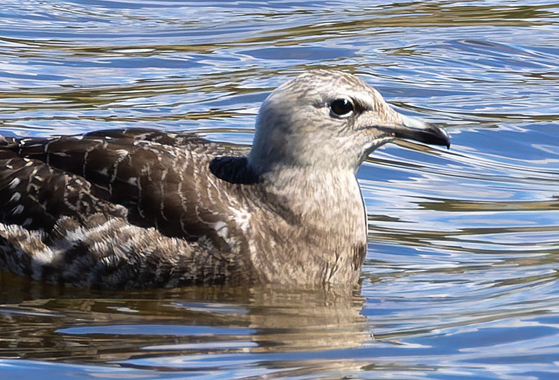 ALT="Long-tailed