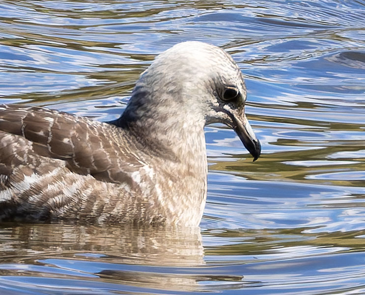 ALT="Long-tailed