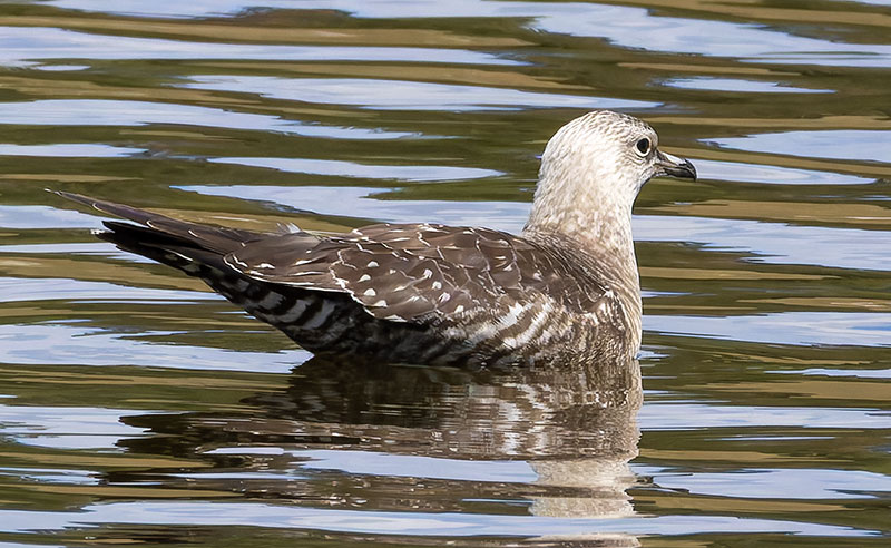 ALT="Long-tailed