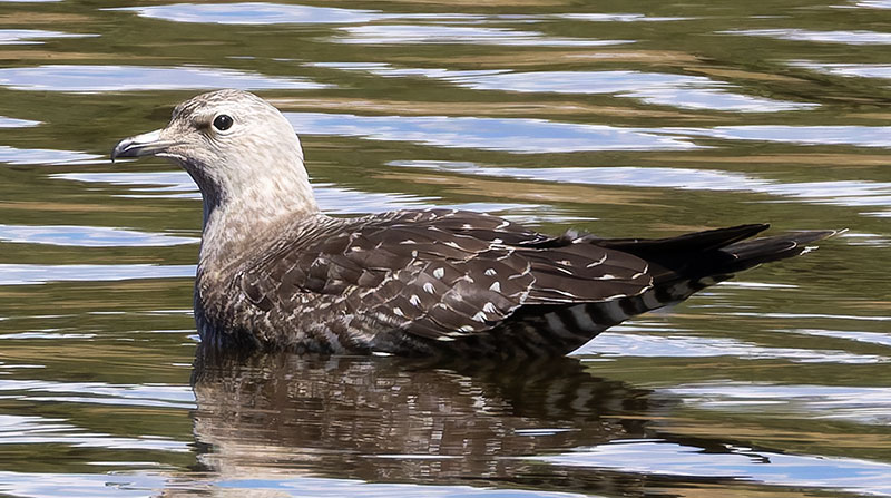 ALT="Long-tailed