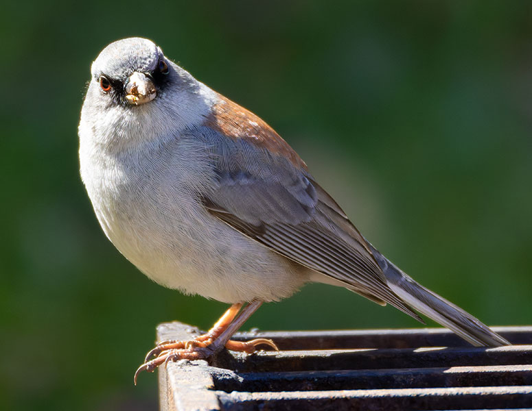 Dark-eyed Junco (Gray-headed) Junco hyemalis caniceps 
