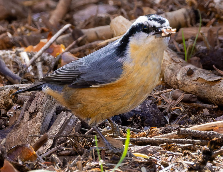 Red-breasted Nuthatche Sitta canadensis