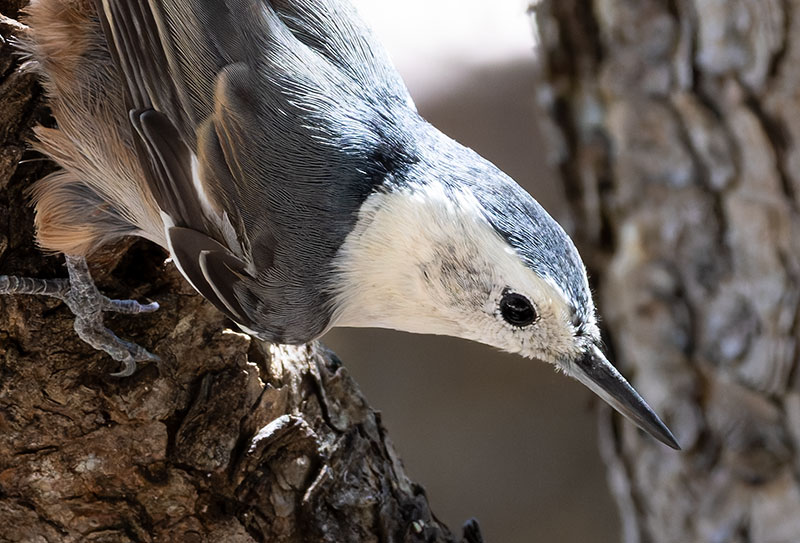 White-breasted Nuthatch Sitta carolinensis 