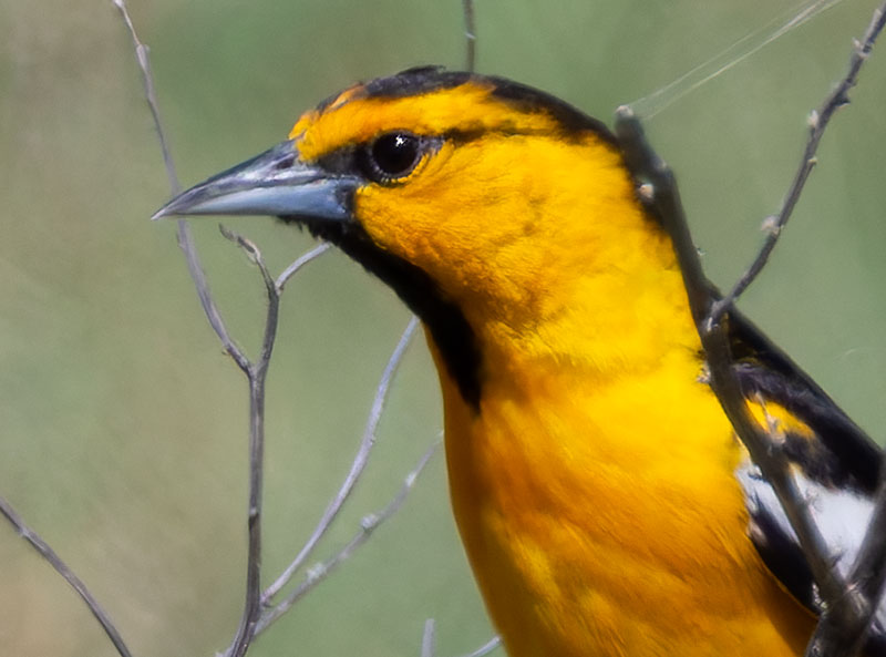Bullock's Oriole Icterus bullockii 