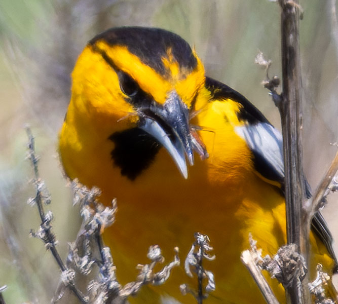 Bullock's Oriole Icterus bullockii 
