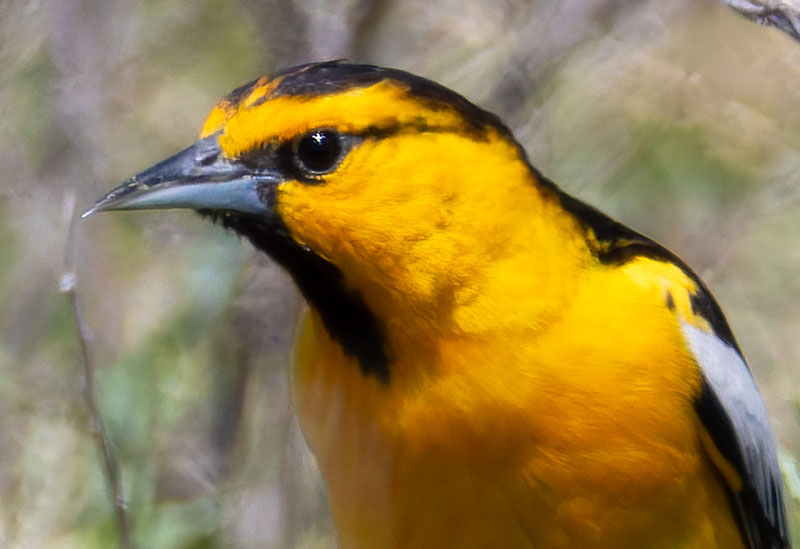 Bullock's Oriole Icterus bullockii 
