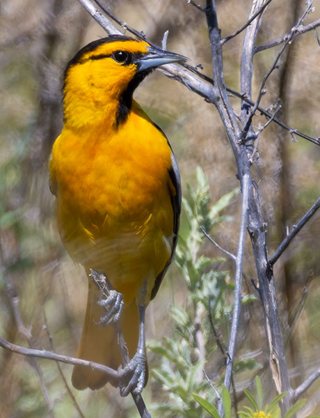 Bullock's Oriole Icterus bullockii 