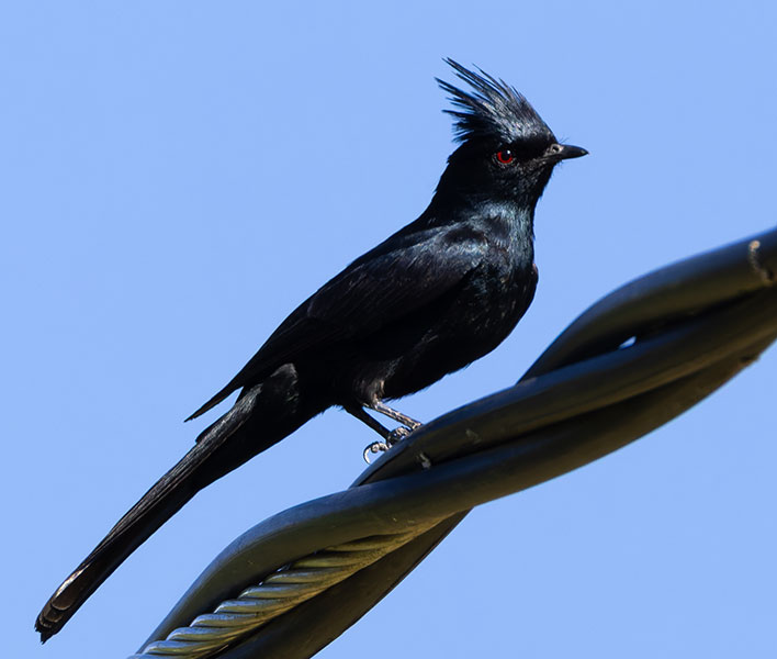 Phainopepla Phainopepla nitens male 