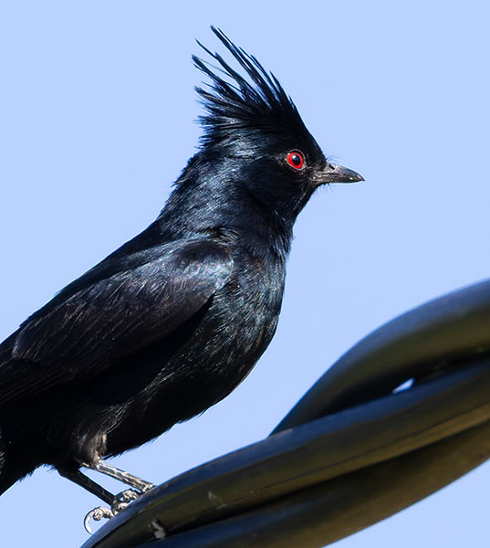Phainopepla Phainopepla nitens male 