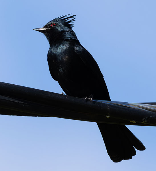 Phainopepla Phainopepla nitens male 