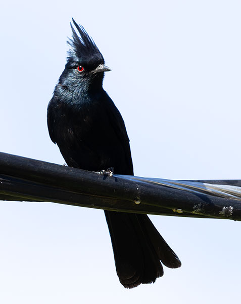 Phainopepla Phainopepla nitens male 