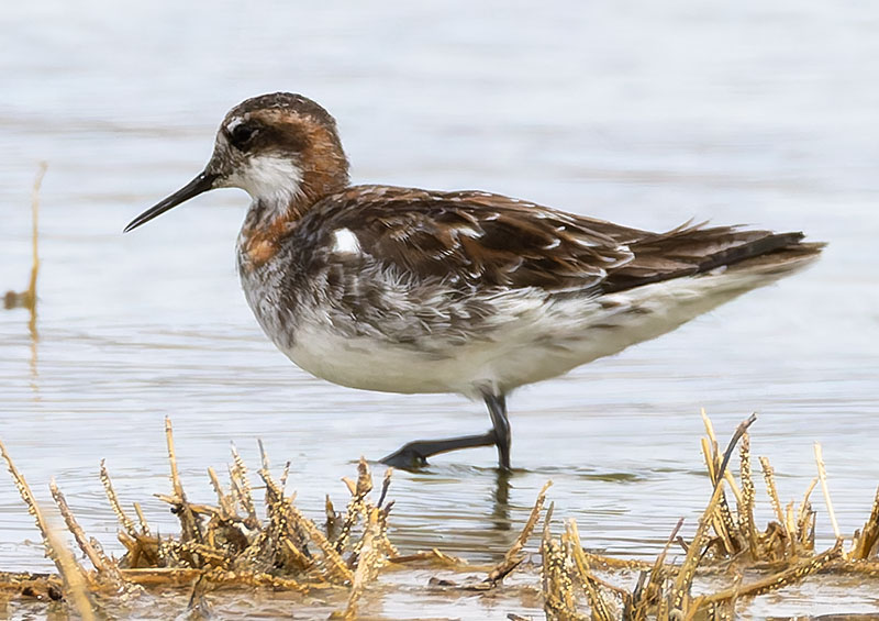 Red-necked Phalarope Phalaropus lobatus 