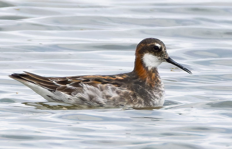 Red-necked Phalarope Phalaropus lobatus 