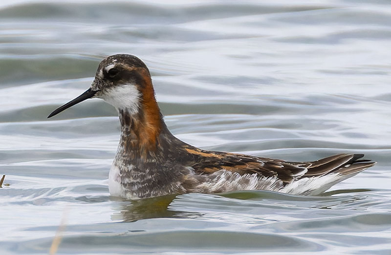 Red-necked Phalarope Phalaropus lobatus 