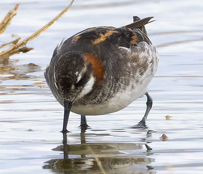 Red-necked Phalarope Phalaropus lobatus 