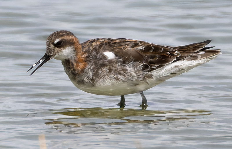 Red-necked Phalarope Phalaropus lobatus 