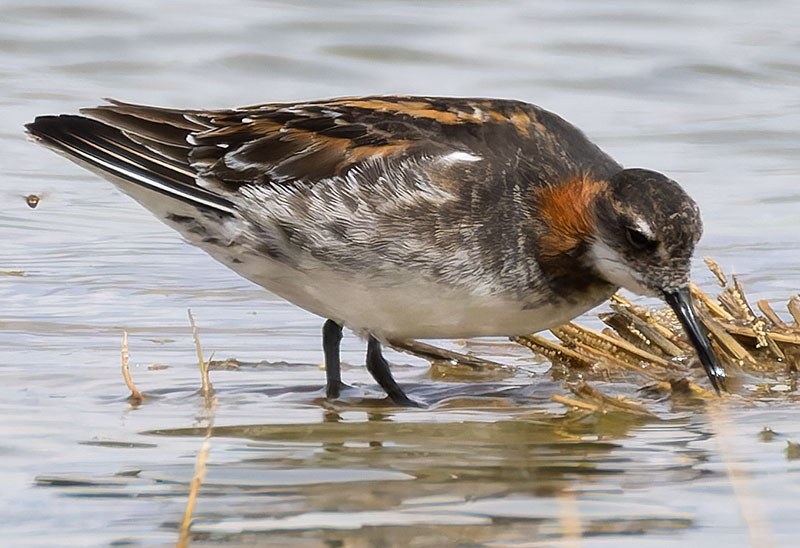 Red-necked Phalarope Phalaropus lobatus 