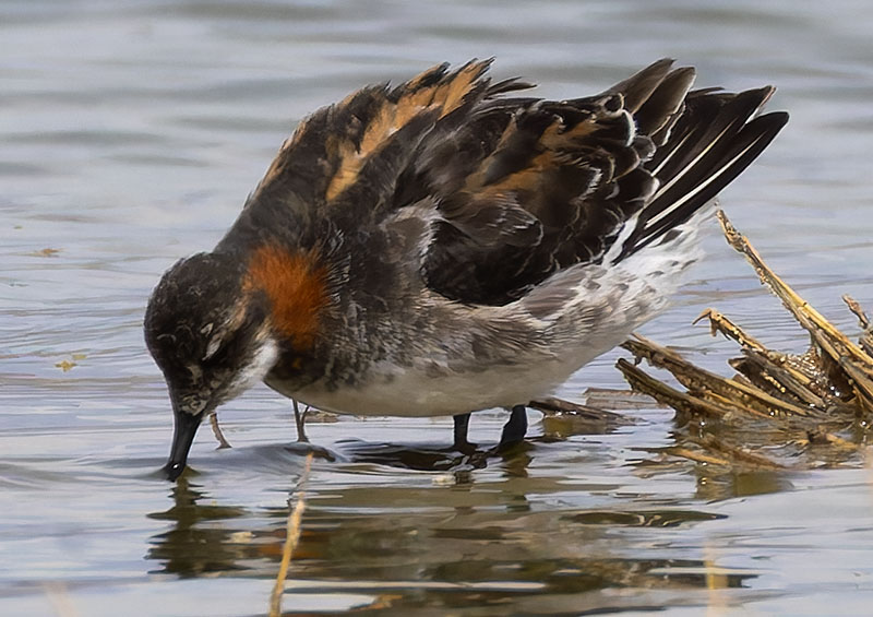 Red-necked Phalarope Phalaropus lobatus 