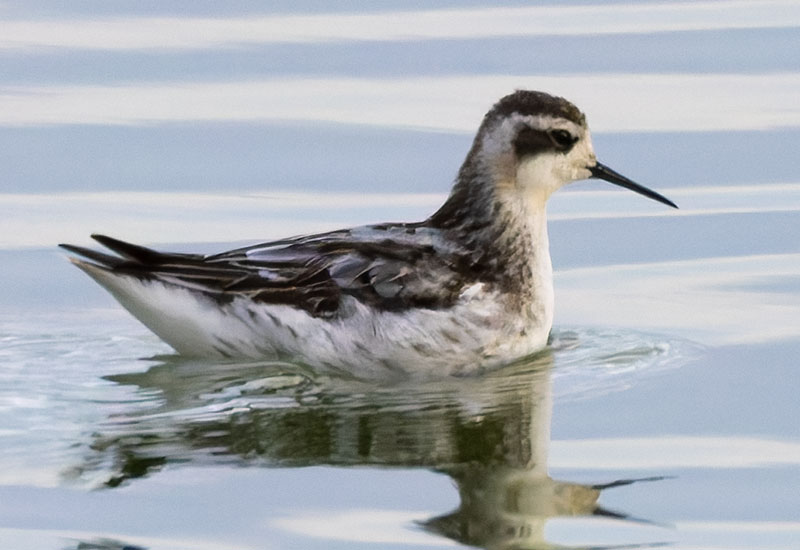 Red-necked Phalarope Phalaropus lobatus 