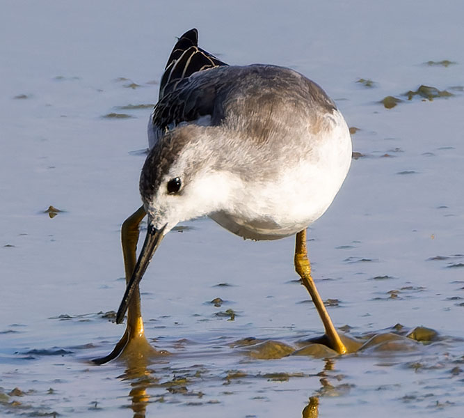Wilson's Phalarope Phalaropus tricolor 