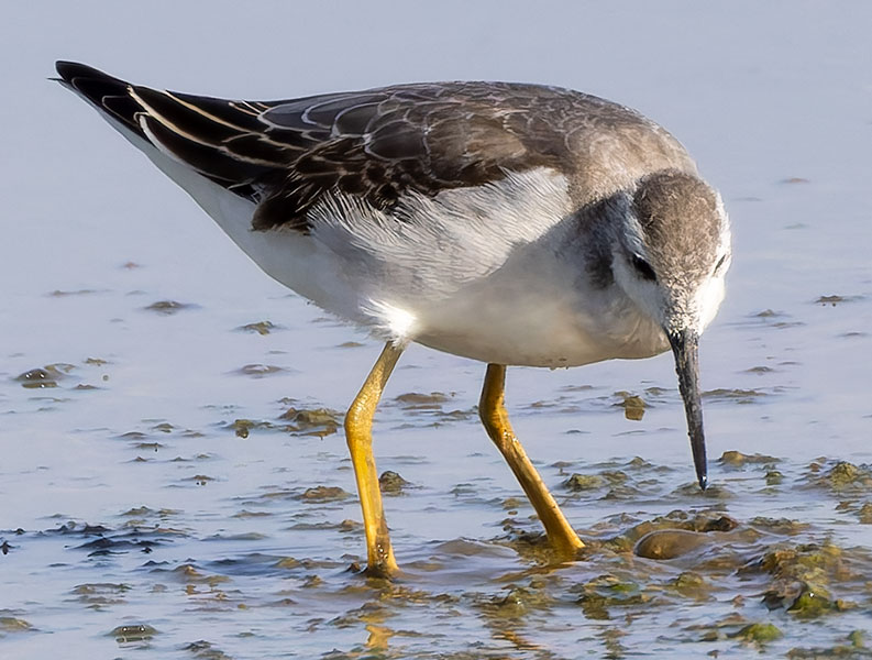 Wilson's Phalarope Phalaropus tricolor 